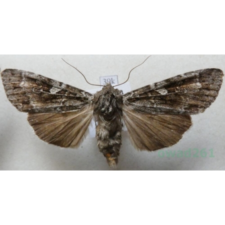 Eurois occulta (Linnaeus, 1758) Slovakia39k